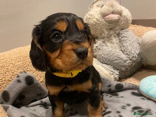 Cocker Spaniel dogs 2X Cocker spaniel pups - Advert 8