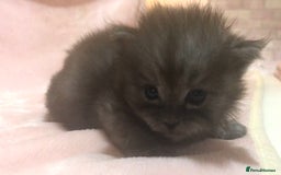 Maine Coon cats for sale: Maine Coon Kittens (Ready in 1 weeks)  - Image 14
