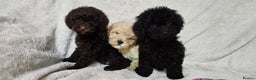 Miniature Poodle dogs for sale: Miniature poodle Puppies (One left) - Advert 3