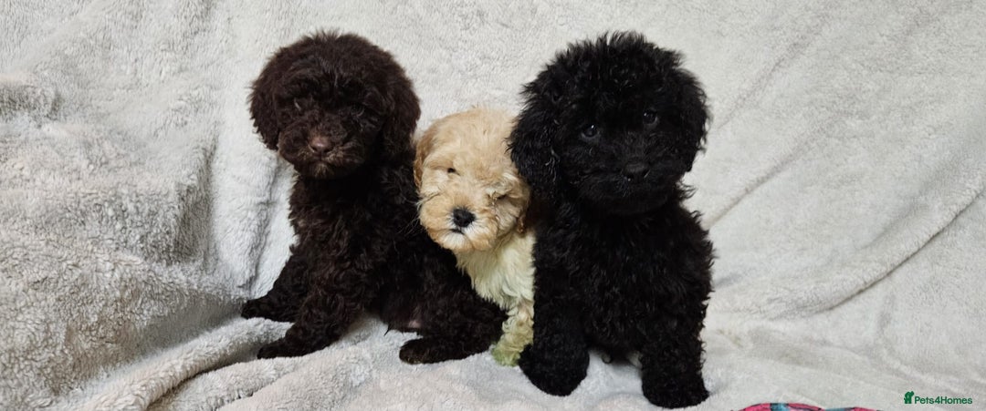 Miniature Poodle dogs for sale: Miniature poodle Puppies (One left) - Advert 3