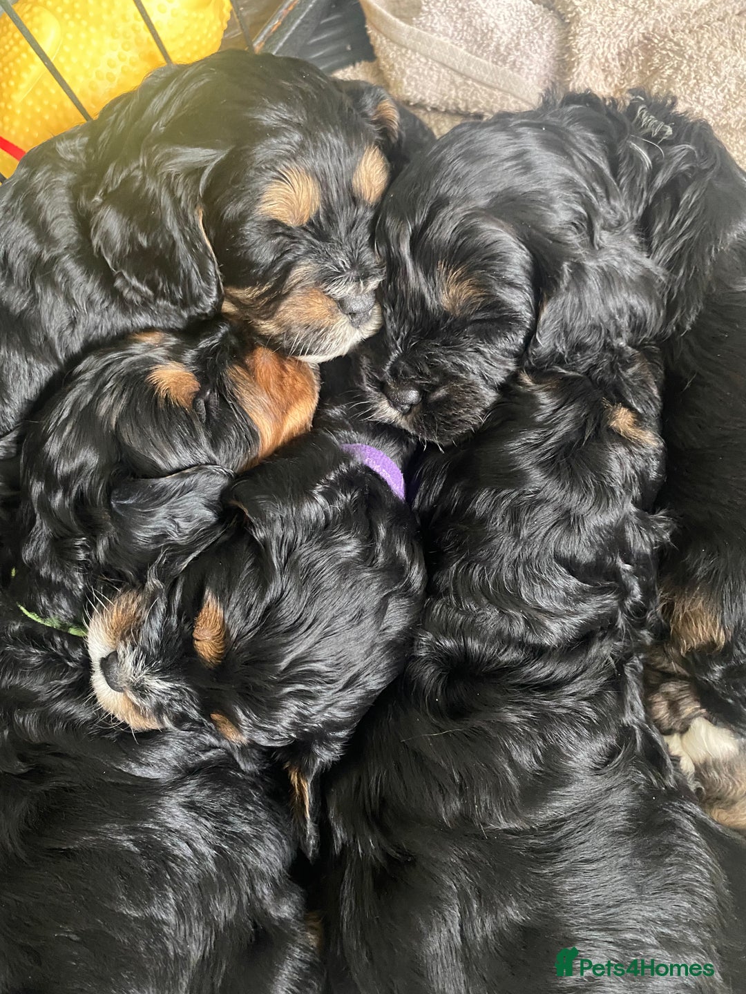 Cavapoo dogs for sale: Beautiful F1 cavapoos phantom 3 girls left 💜💖❤️ - Image 17