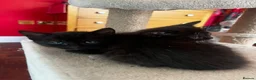 Mixed Breed cats for sale: Kittens for Sale - Advert 5