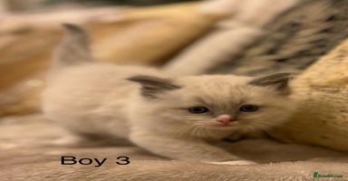 Ragdoll cats Beautiful ragdolls - Advert 7