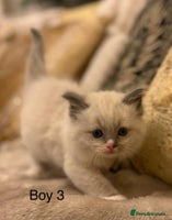 Ragdoll cats Beautiful ragdolls - Advert 2