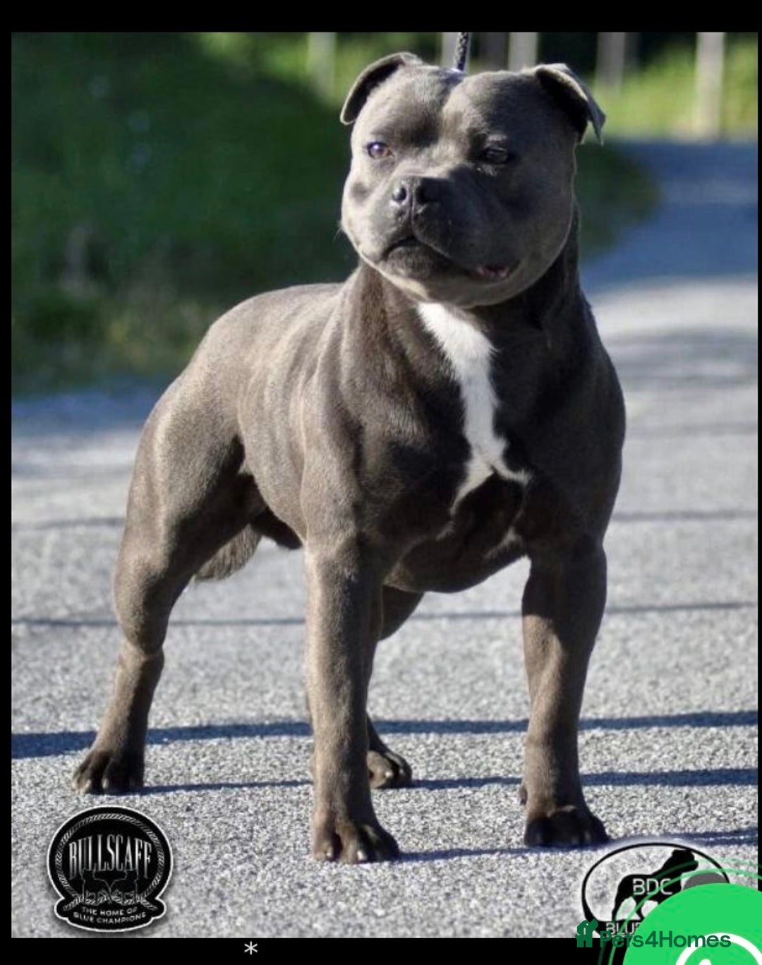 Staffordshire Bull Terrier dogs for sale: Blue Staffordshire bull terrier puppies  - Advert 11