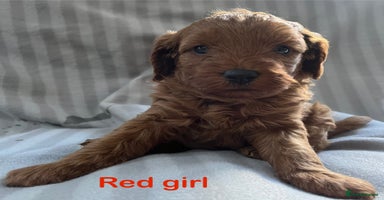 Cavapoo dogs - Advert 3