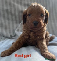 Cavapoo dogs - Advert 8