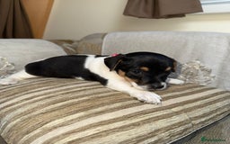 Jack Russell dogs for sale: Traditional jack russel pups tri coloured  - Image 5