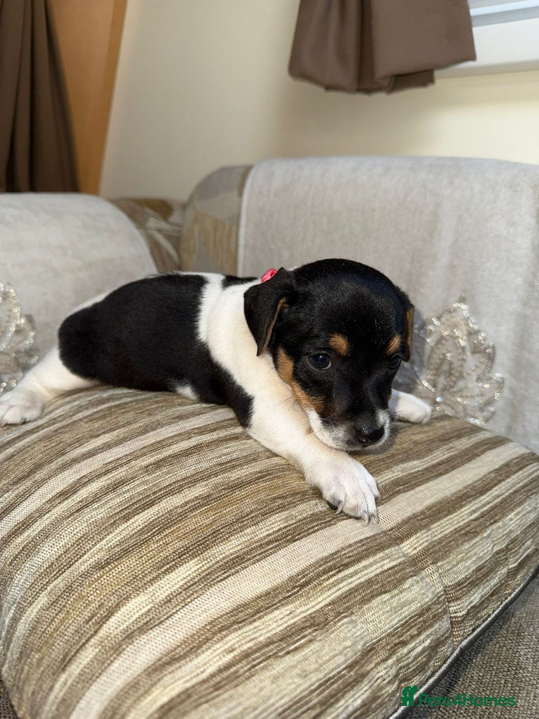 Jack Russell dogs for sale: Traditional jack russel pups tri coloured  - Image 5