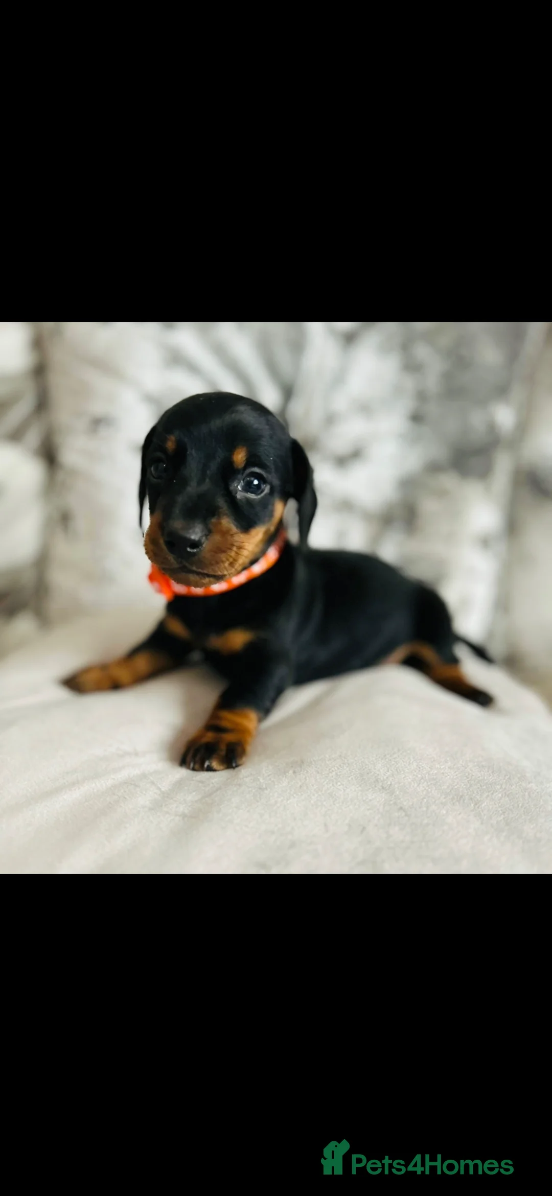 Miniature Dachshund dogs for sale: Very beautiful miniature dachshund puppies in Harlow - Advert 10