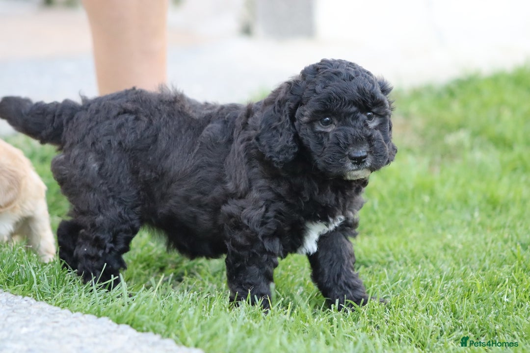 Cavapoochon dogs for sale: Cavapoochon puppies for sale - Image 36
