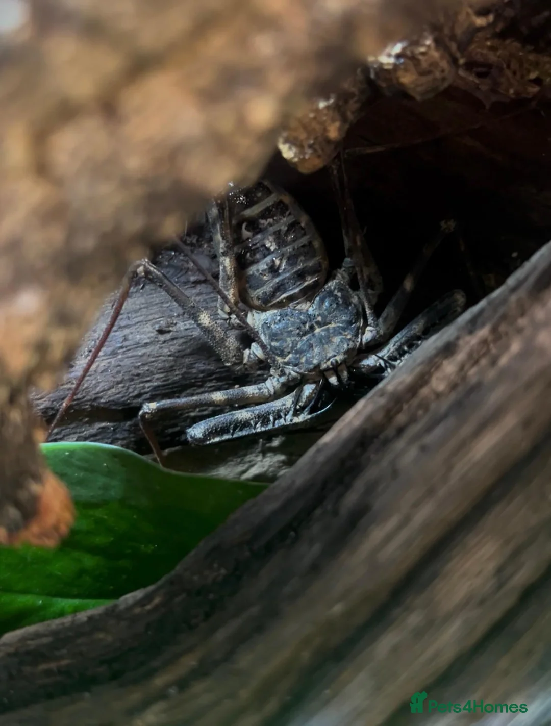 Scorpions invertebrates for sale: Tailless Whip Scorpion in Maidenhead - Advert 5
