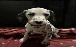 Dalmatian dogs for sale: 9 week old Dalmatian puppies available  - Advert 8