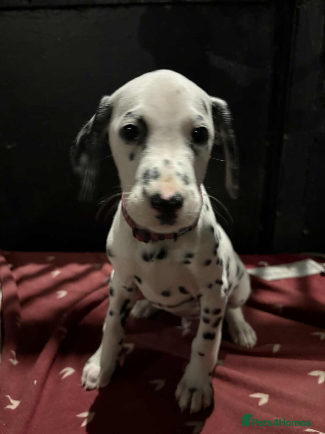 Dalmatian dogs for sale: 9 week old Dalmatian puppies available  - Advert 8