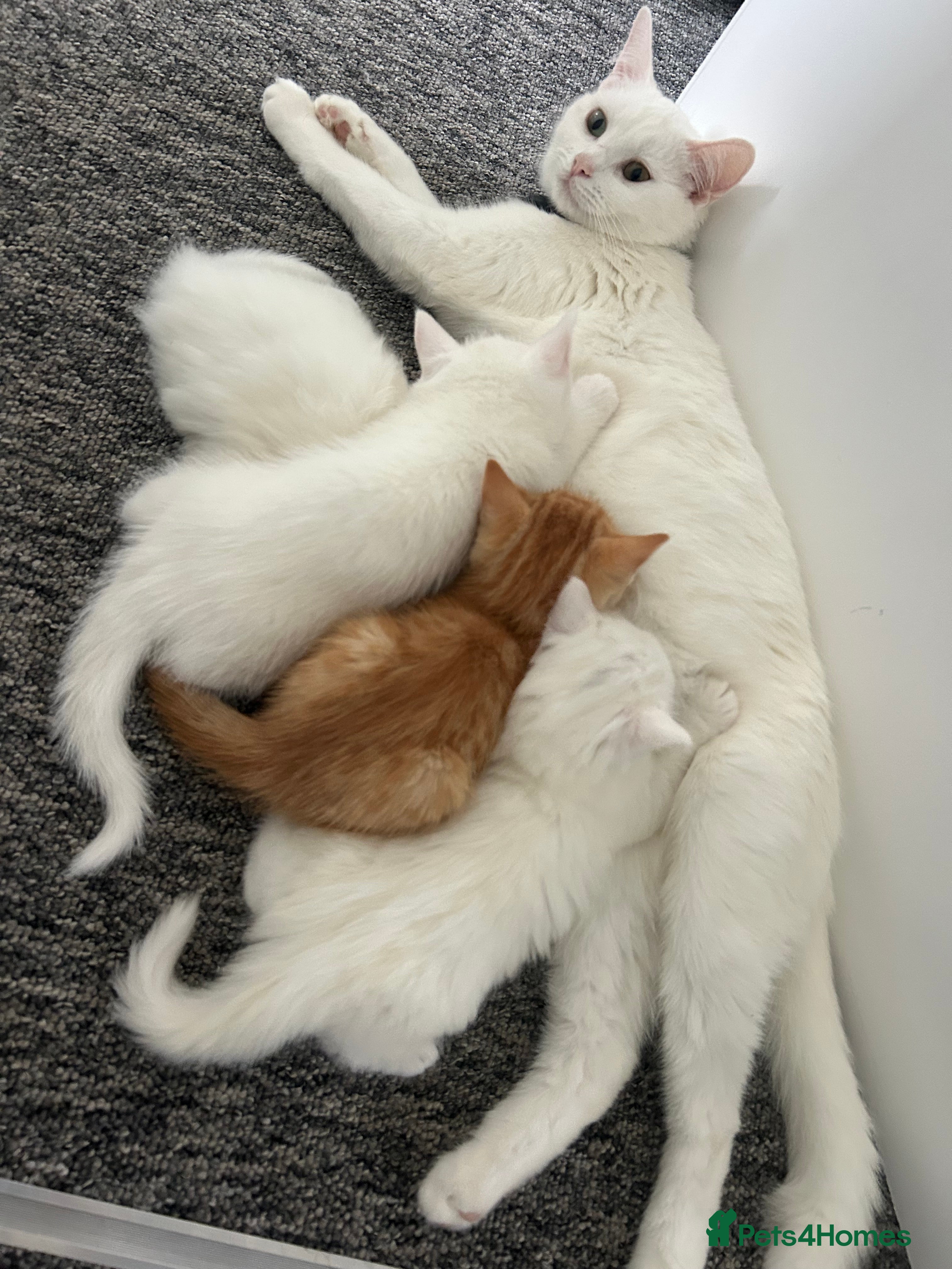 Turkish Van cats Beautiful kittens for sale - Advert 2
