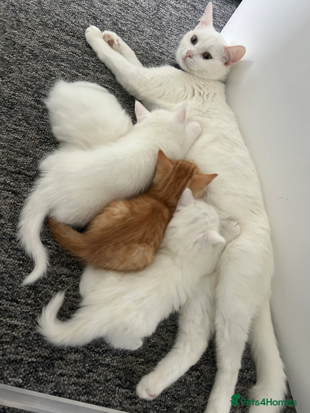 Turkish Van cats for sale: Beautiful kittens for sale in Basingstoke - Advert 1