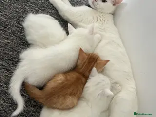 Turkish Van cats Beautiful kittens for sale - Advert 2