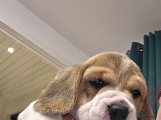 Beagle dogs - Advert 20