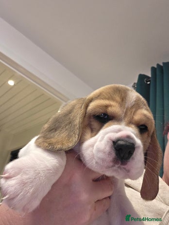 Beagle dogs - Advert 1