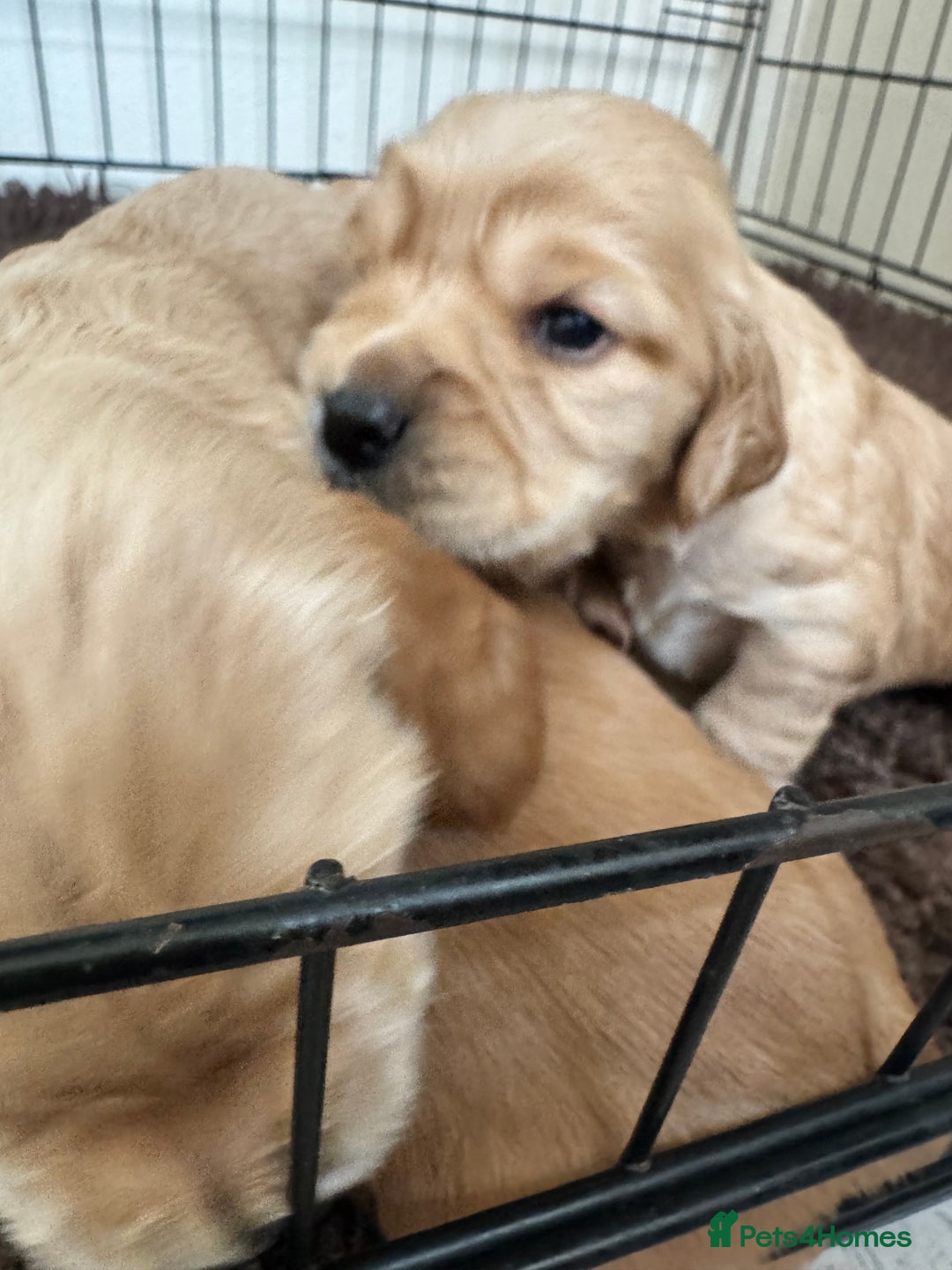 Sprocker dogs for sale: Cocker spaniel pups  - Image 18