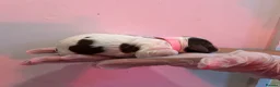 English Springer Spaniel dogs for sale: English Springer Spaniel  in Saint Helens - Advert 33