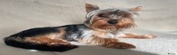 Yorkshire Terrier dogs for stud: HANDSOME SMALL YORKIE BOY FOR STUD in Dudley - Advert 4