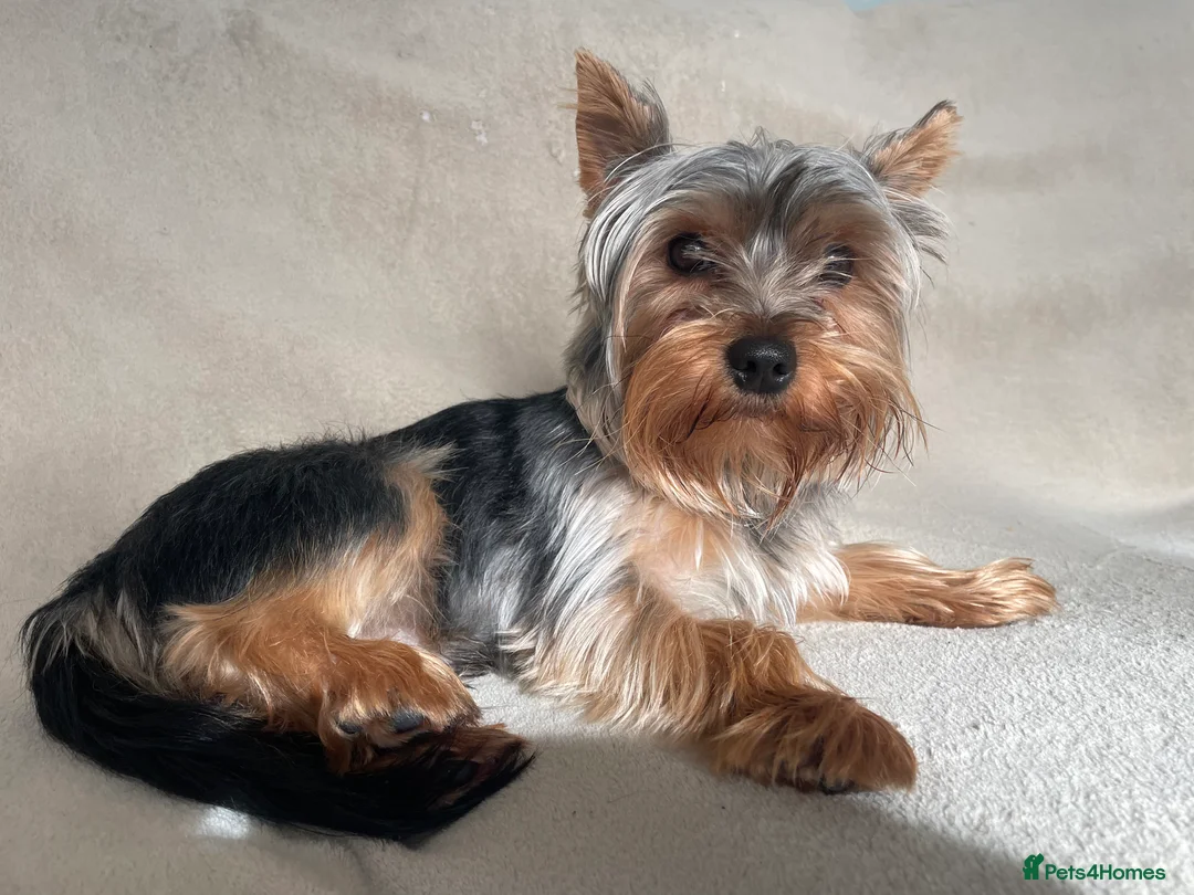 Yorkshire Terrier dogs for stud: HANDSOME SMALL YORKIE BOY FOR STUD in Dudley - Advert 4