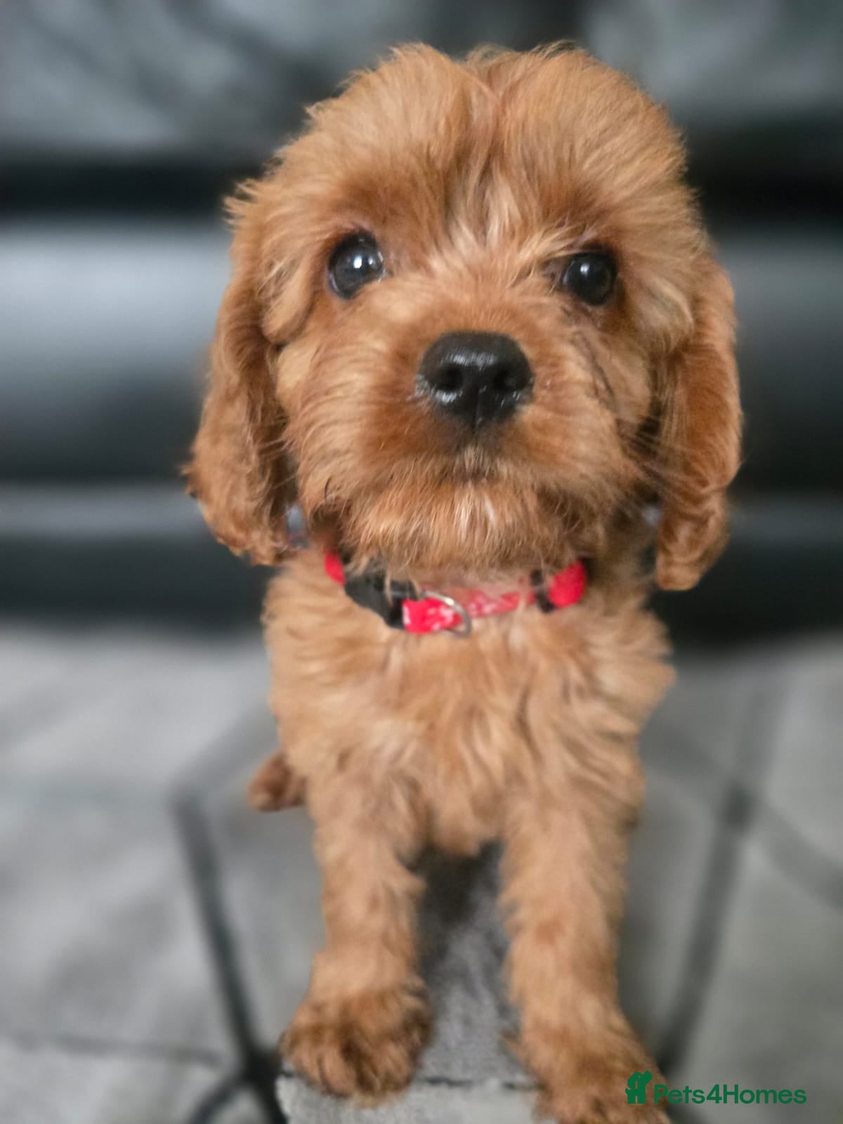 Cavapoo dogs 🐶Amazing cavapoo pups for sale🐶 - Advert 3
