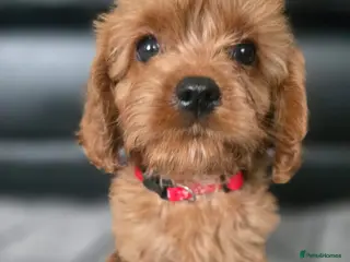 Cavapoo dogs 🐶Amazing cavapoo pups for sale🐶 - Advert 3