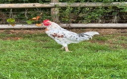 Chickens poultry for sale: Gorgeous half Brahma Cockerel  - Image 2