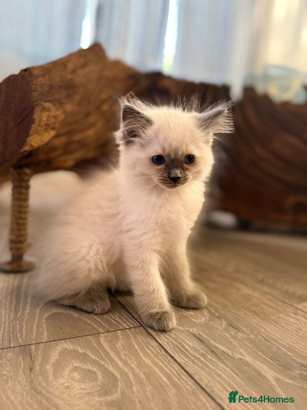Ragdoll cats for sale: GCCF SEALPOINT RAGDOLL KITTENS - Image 17