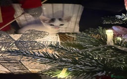 Norwegian Forest Cat cats for sale: Ready now  - Advert 5