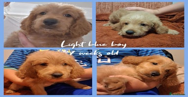 Labradoodle dogs - Advert 15