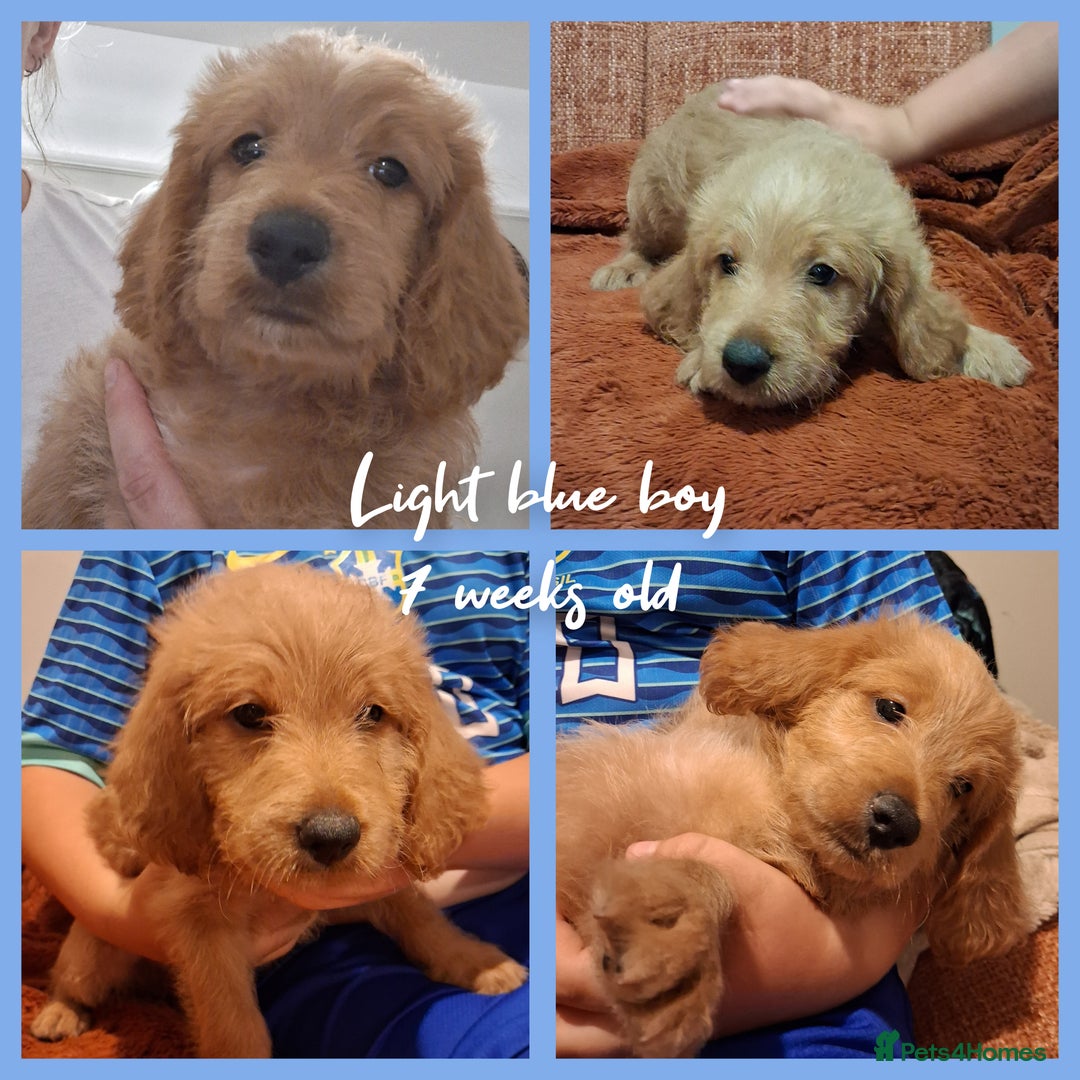 Labradoodle dogs for sale: DNA health tested F1b miniature labradoodles  - Image 3