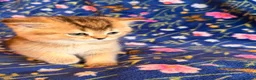 Scottish Fold cats for sale: Pedigree Scottish fold kittens - Advert 16
