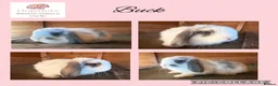 Mini Lop rabbits for sale: Pure mini lops  - Advert 2
