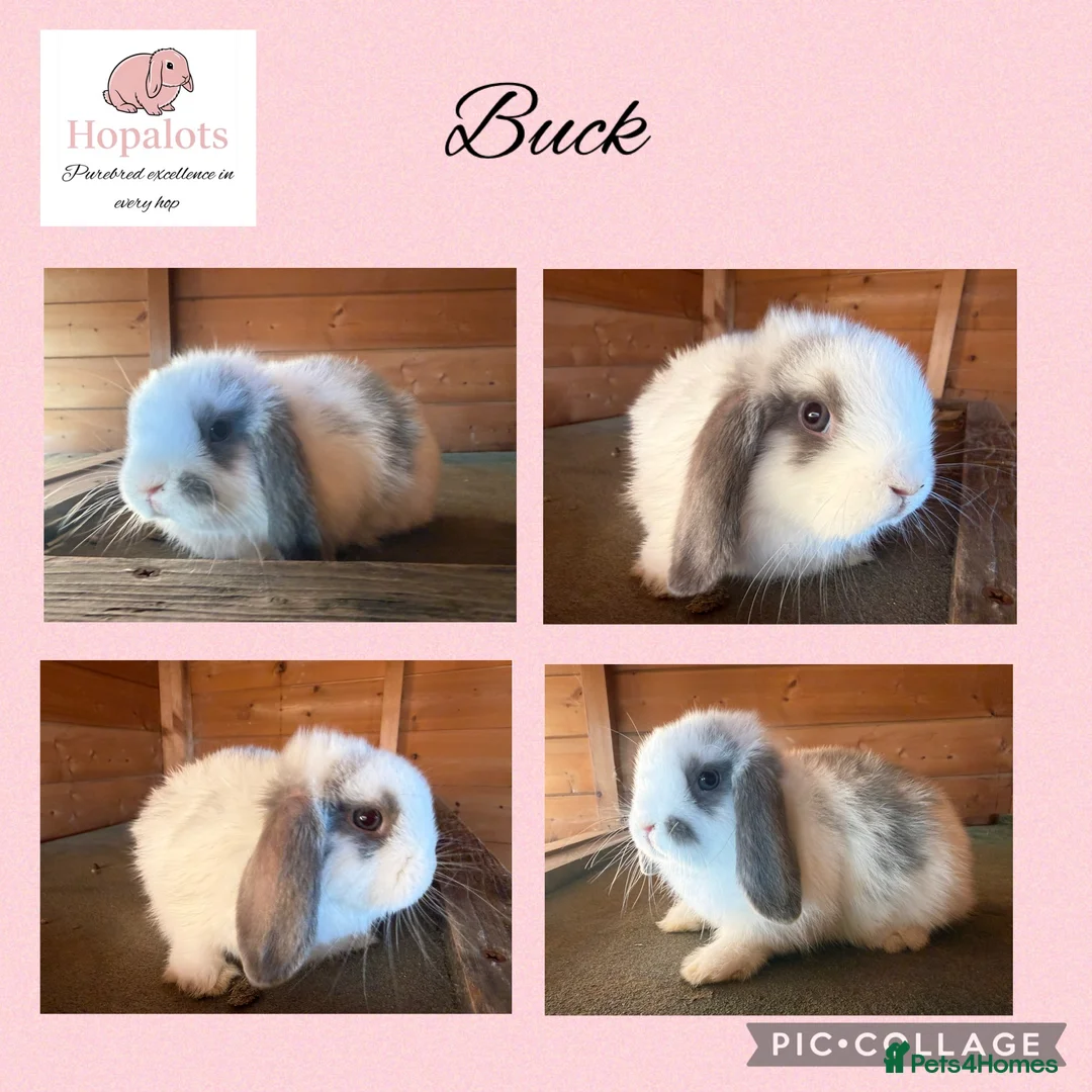 Mini Lop rabbits for sale: Pure mini lops  - Advert 2