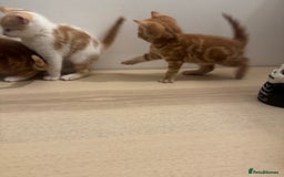 Mixed Breed cats for sale: One ginger male available  - Image 9