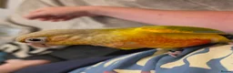 Conures birds for sale: Hand reared Conures - Advert 6