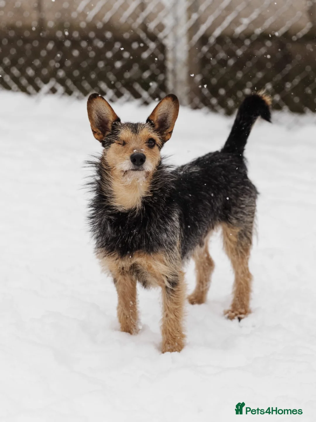 Mixed Breed dogs for adoption: 💙🐶 CHAPPY – a gentle heart who trusts 🐶💙 - Advert 4