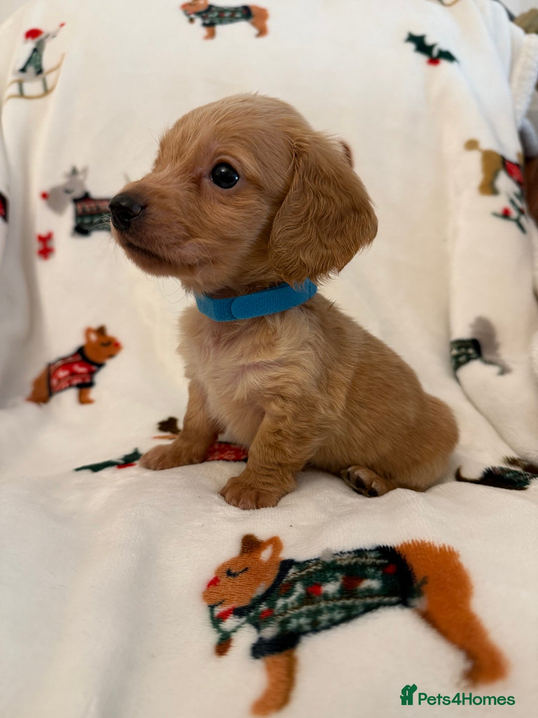 Miniature Dachshund dogs for sale: Beautiful Cream Longcoats Miniature Dachshund  - Advert 36
