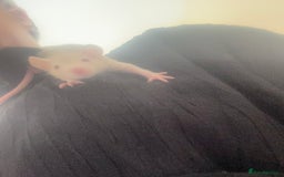 Rat rodents for sale: Baby rats - Image 3