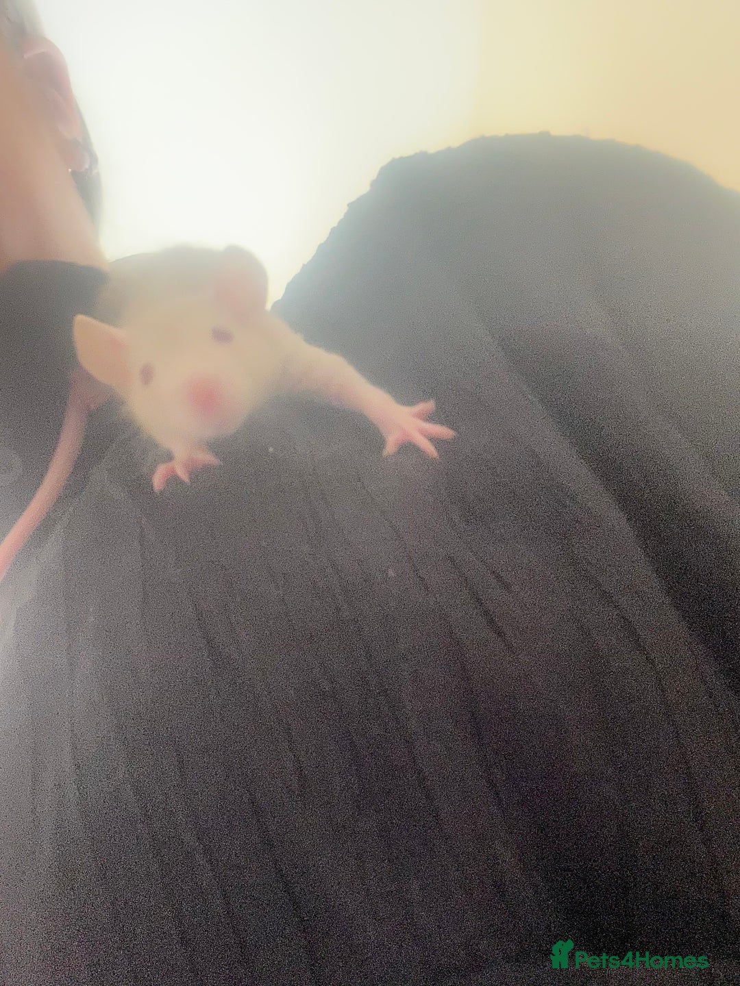 Rat rodents for sale: Baby rats - Image 3