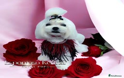Maltese dogs for stud: ✨Exquisite KC Full Korean Maltese Stud DNA Clear ✨ - Image 8