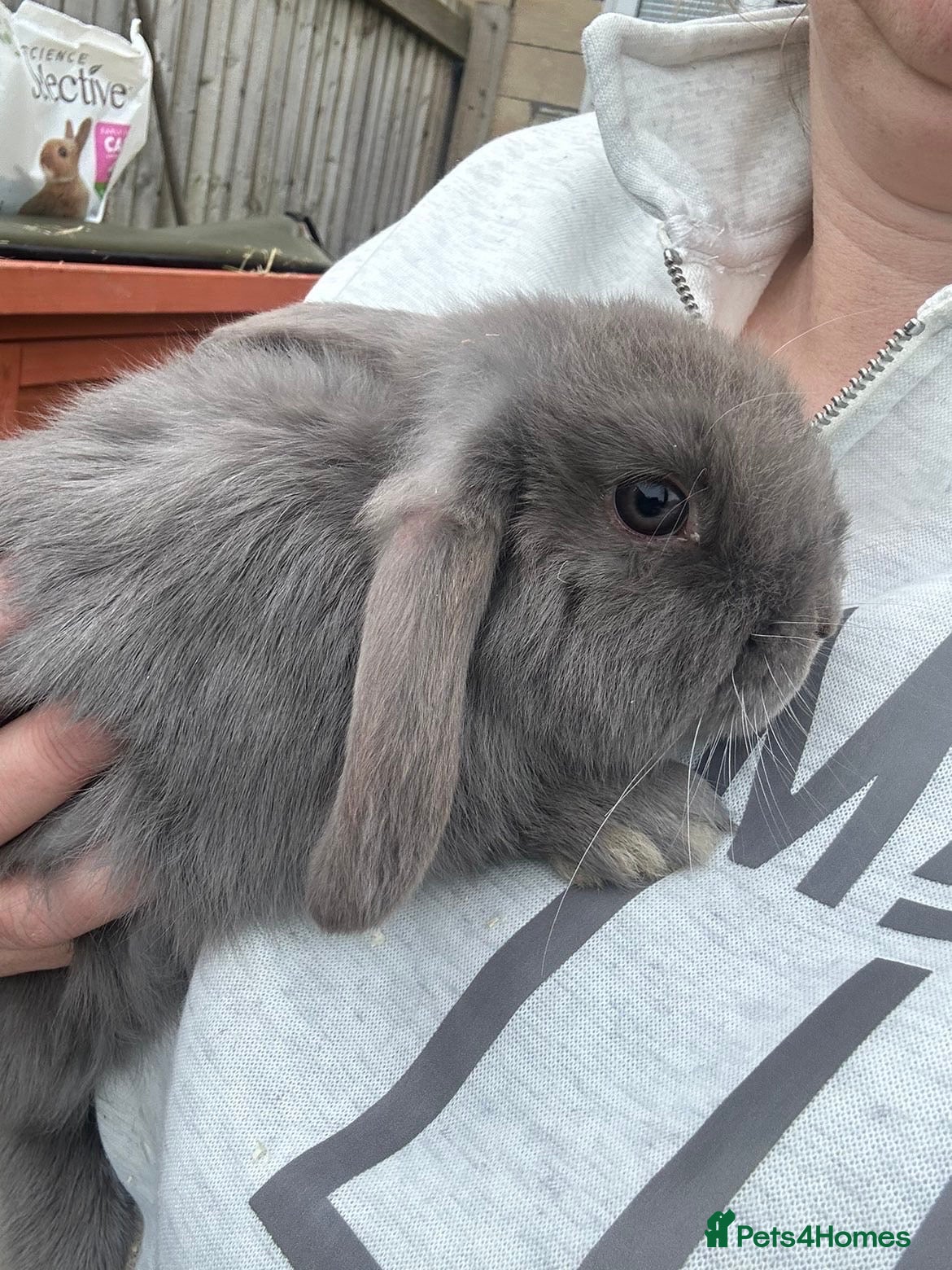 Mini Lop rabbits Mini lop rabbit - Advert 1