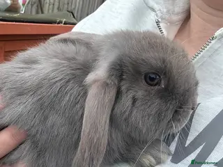 Mini Lop rabbits Mini lop rabbit - Advert 1