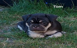 French Bulldog dogs for sale: French Bulldog pups - Image 9