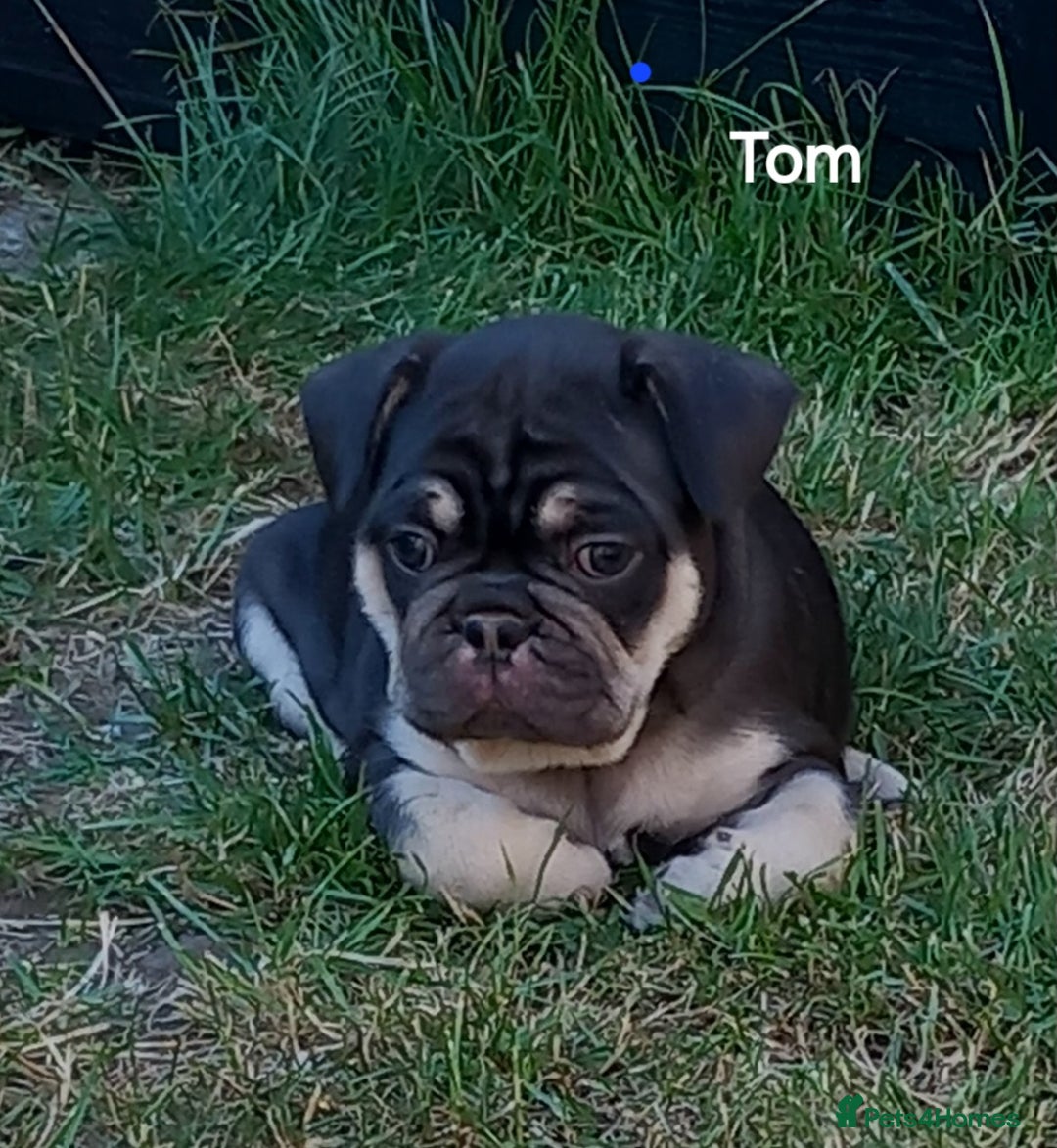 French Bulldog dogs for sale: French Bulldog pups - Image 9