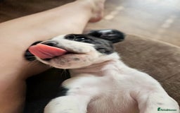 Staffordshire Bull Terrier dogs for sale: Staffie x Cockapoo puppies - Image 13