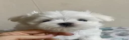 Maltese dogs for sale: Korean mini Maltese Boy  - Advert 2